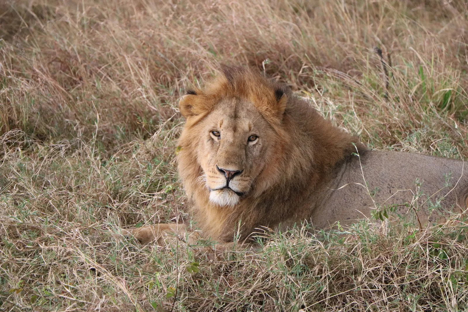 A male lion resting in the long grass of the Masai Mara